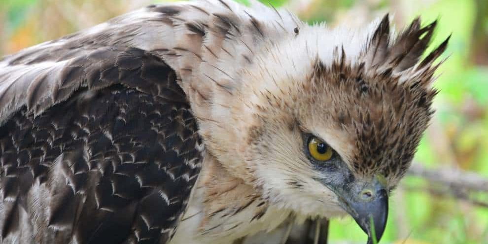 aguila_crestada_tolima aguila_crestada_tolima